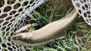 魚野川の雪代イワナ