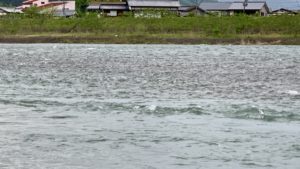 中洲も冠水する魚野川