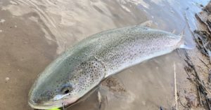 同行者の朱鞠内湖のイトウ
