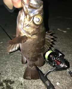 早川港で釣れたデカメバル