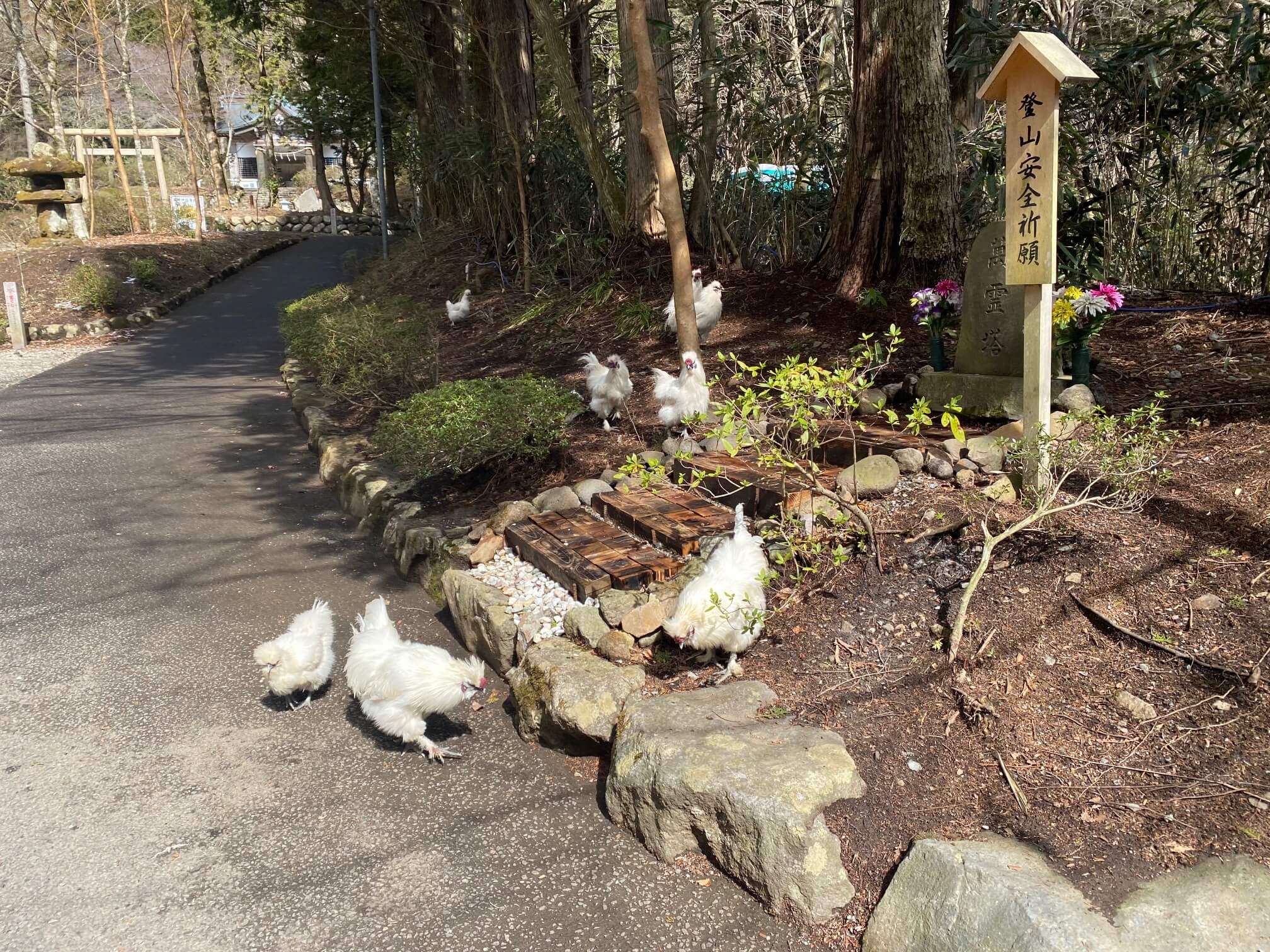 金時神社の鶏