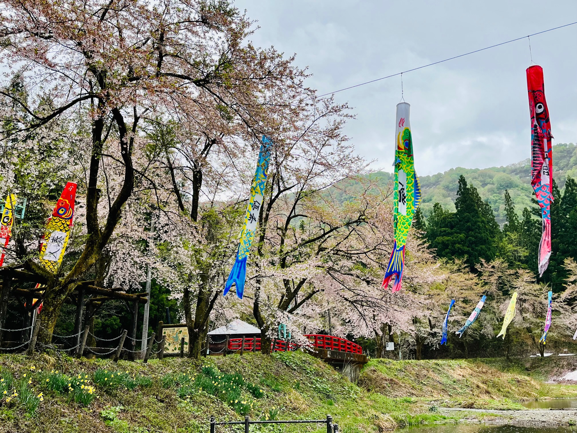 桜と鯉のぼりの大崎ダム公園