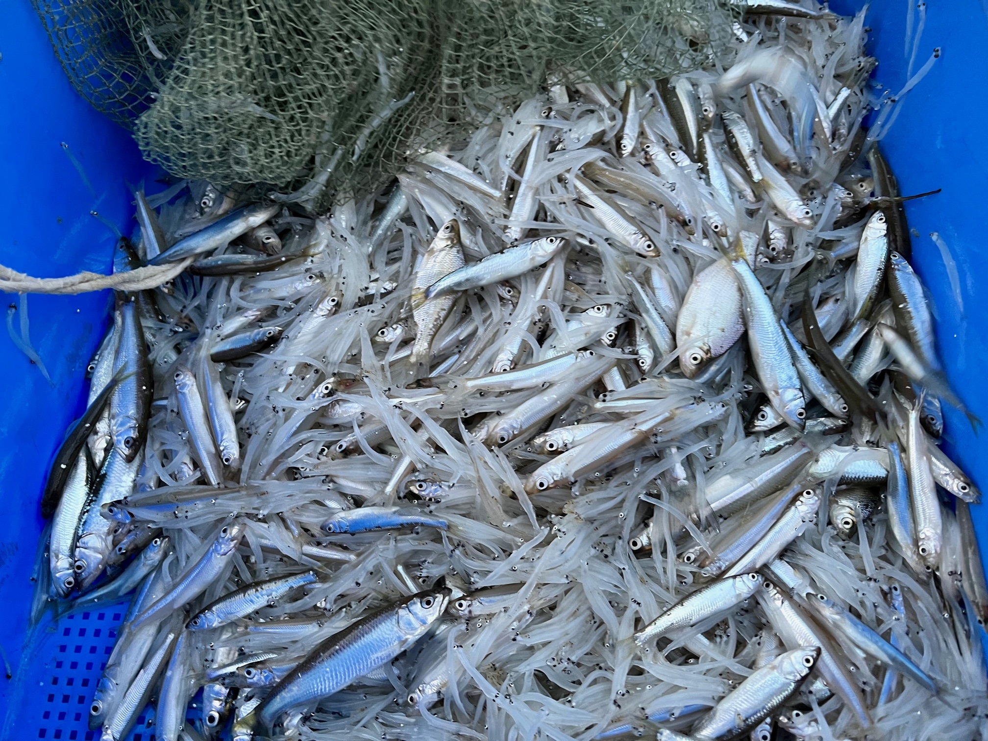 霞ヶ浦のシラウオ漁の雑魚