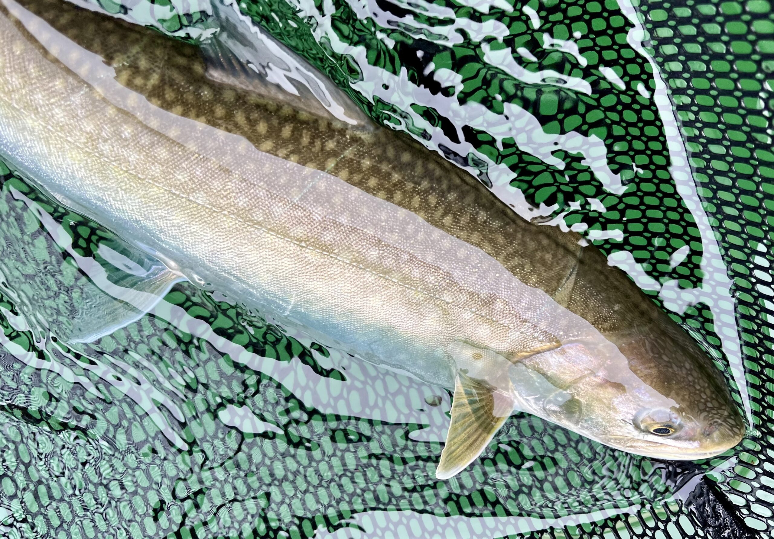 銀山湖の岩魚釣り