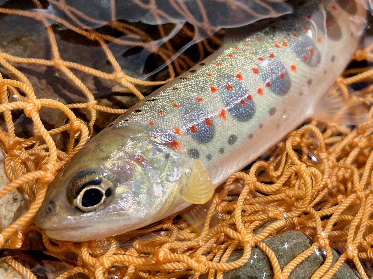 仁科川のアマゴ