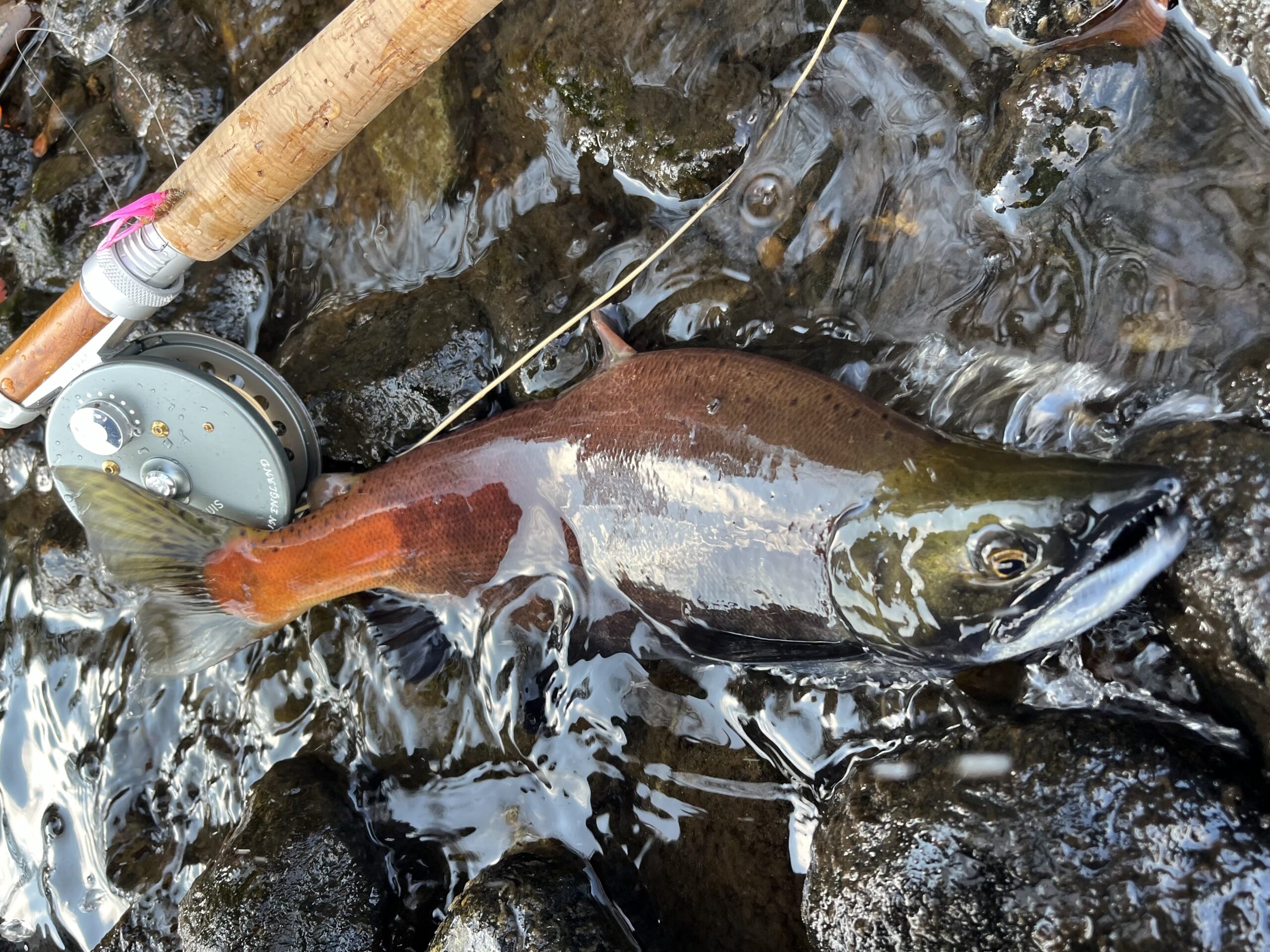 屈斜路湖のヒメマス釣り