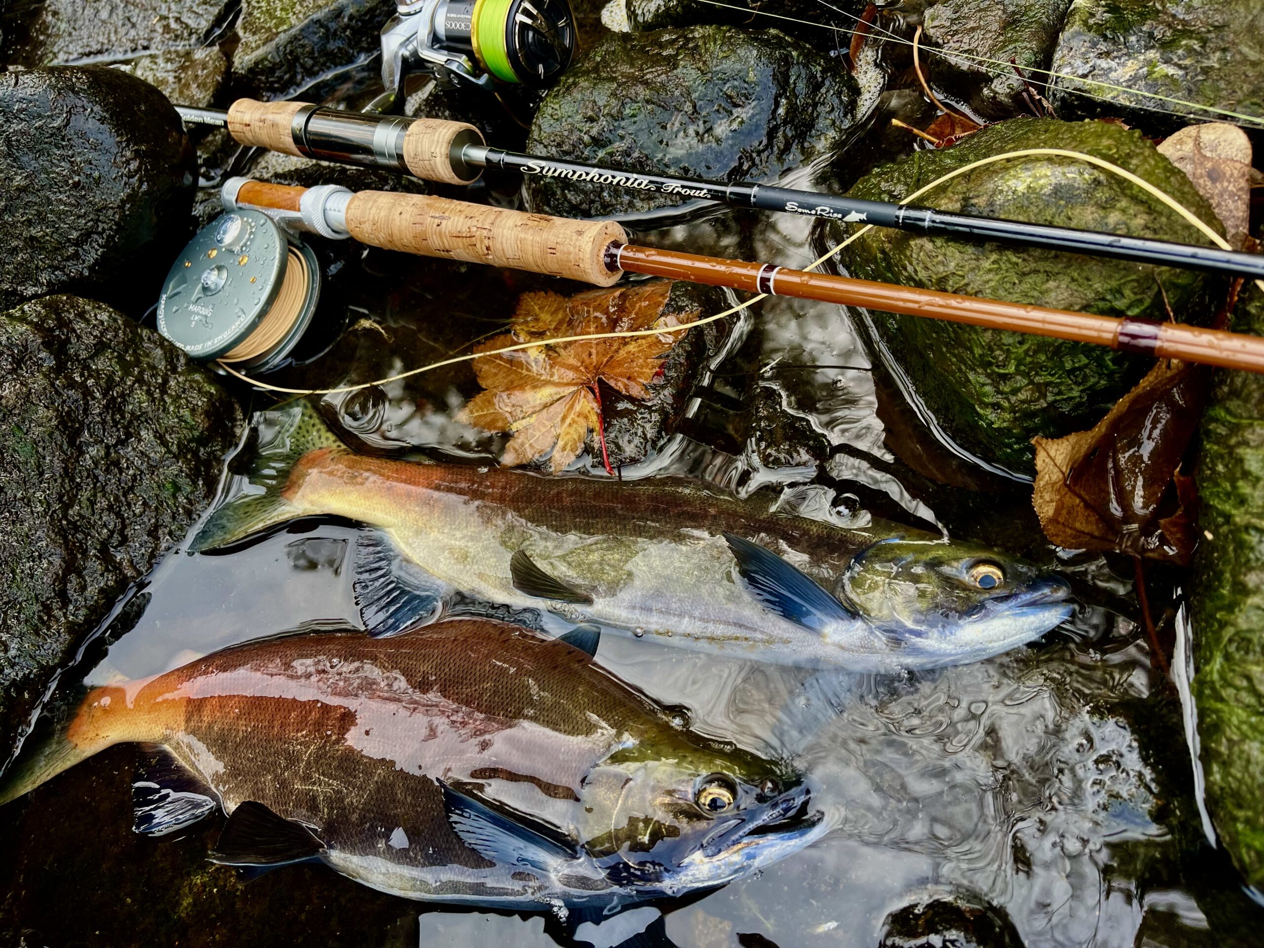 屈斜路湖のヒメマス釣り